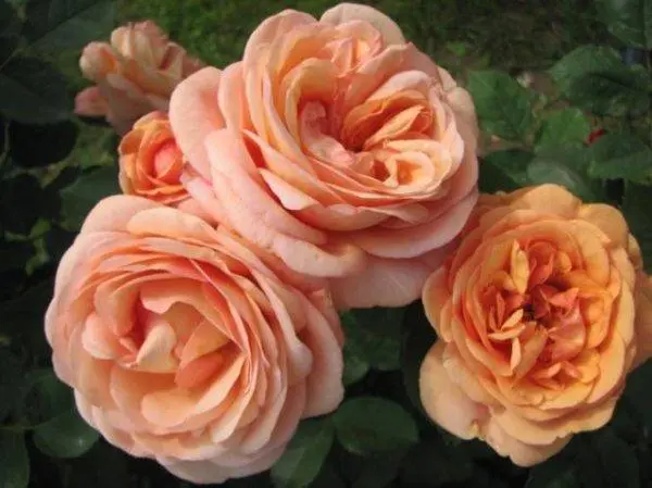 Planting scheme of Austin roses 