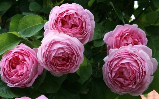 Planting scheme of Austin roses 