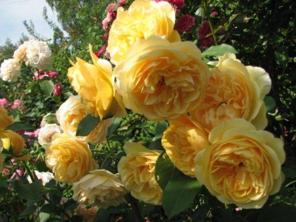 Planting scheme of Austin roses 