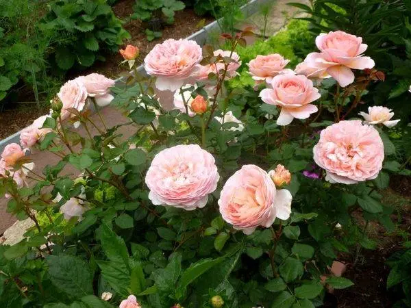 Planting scheme of Austin roses 