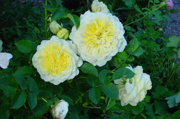 Planting scheme of Austin roses 