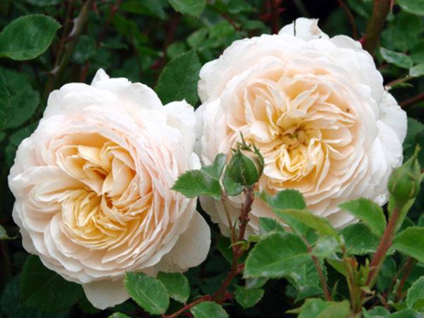 Planting scheme of Austin roses 