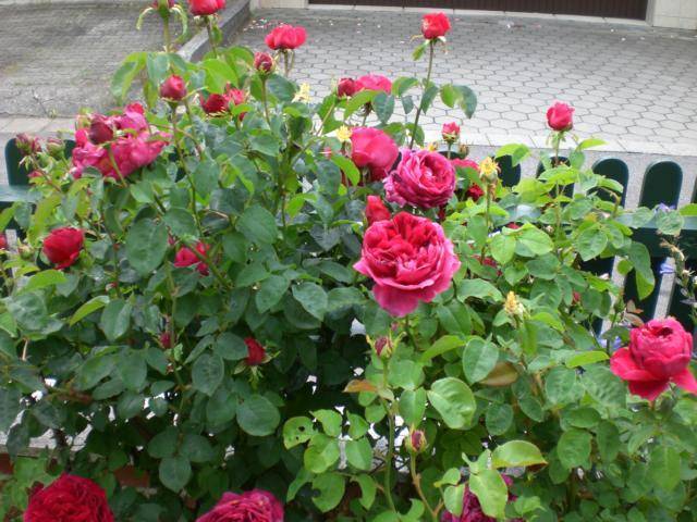 Planting scheme of Austin roses 