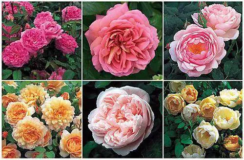 Planting scheme of Austin roses 