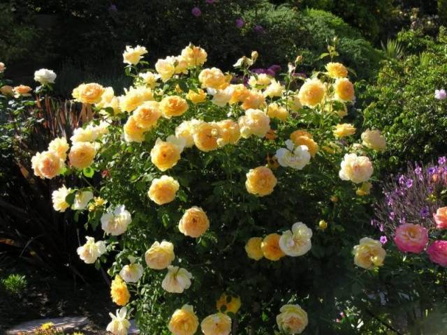 Planting scheme of Austin roses 