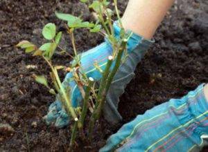 Planting scheme of Austin roses 