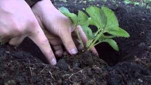 Planting strawberries in spring: video, photo, expert advice