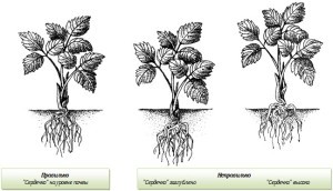 Planting strawberries in spring: video, photo, expert advice