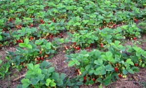 Planting strawberries in spring: video, photo, expert advice