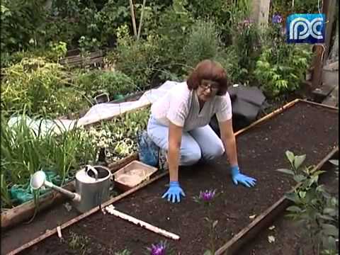 Planting strawberries in spring: video, photo, expert advice