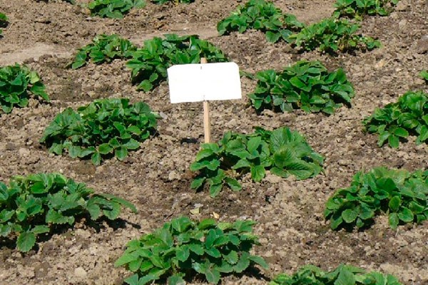 Planting strawberries: scheme, choice of location and soil, autumn planting methods