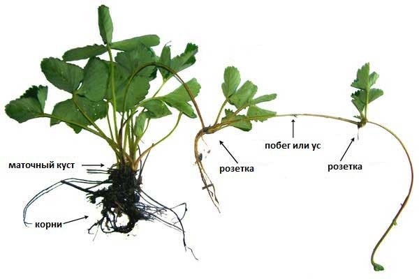 Planting strawberries: scheme, choice of location and soil, autumn planting methods