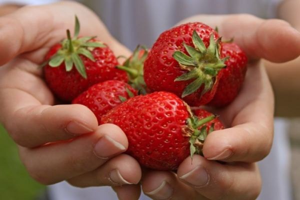 Planting strawberries: scheme, choice of location and soil, autumn planting methods