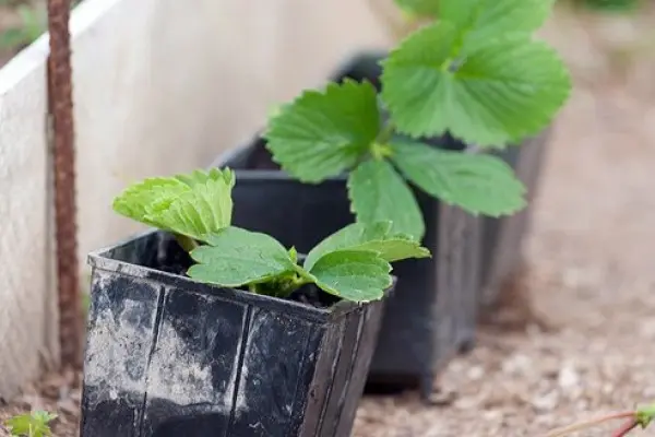 Planting strawberries: scheme, choice of location and soil, autumn planting methods