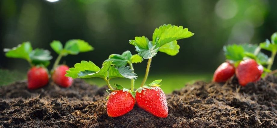 Planting strawberries: scheme, choice of location and soil, autumn planting methods