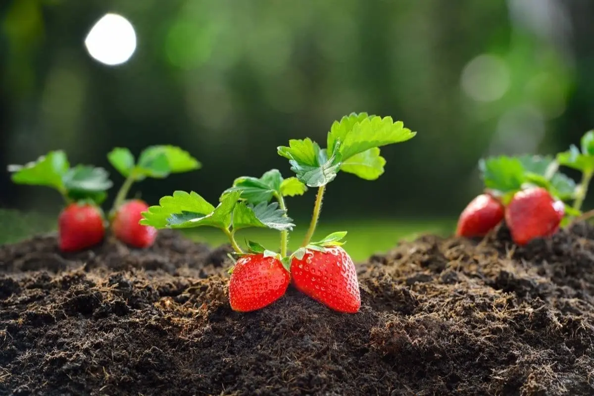 Planting strawberries: scheme, choice of location and soil, autumn planting methods