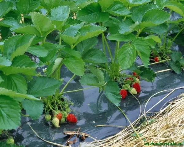 Planting strawberries under agrofibre: the benefits of growing