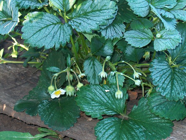 Planting strawberries under agrofibre: the benefits of growing