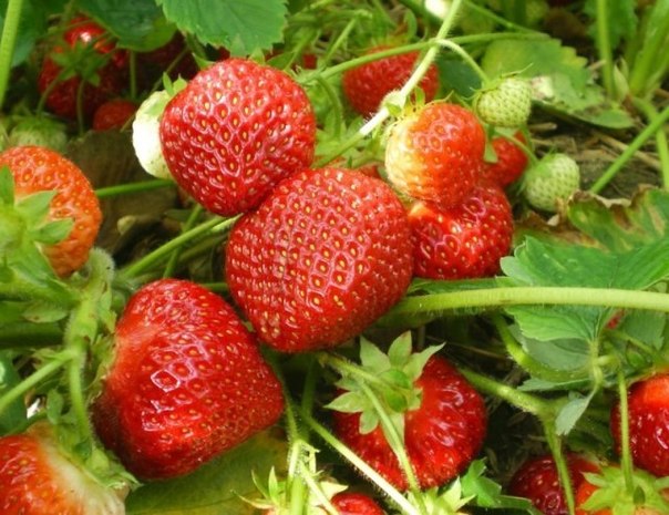 Planting strawberries under agrofibre: the benefits of growing