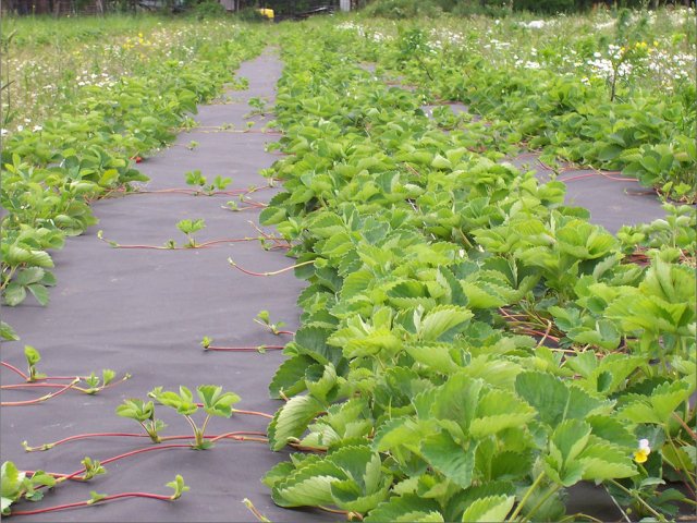 Planting strawberries under agrofibre: the benefits of growing