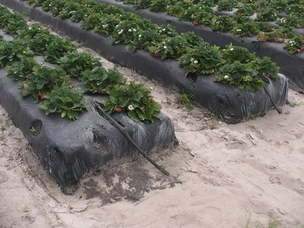 Planting strawberries under agrofibre: the benefits of growing