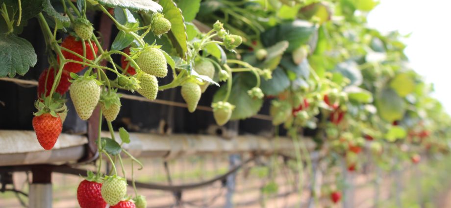 Planting strawberries under agrofibre: the benefits of growing