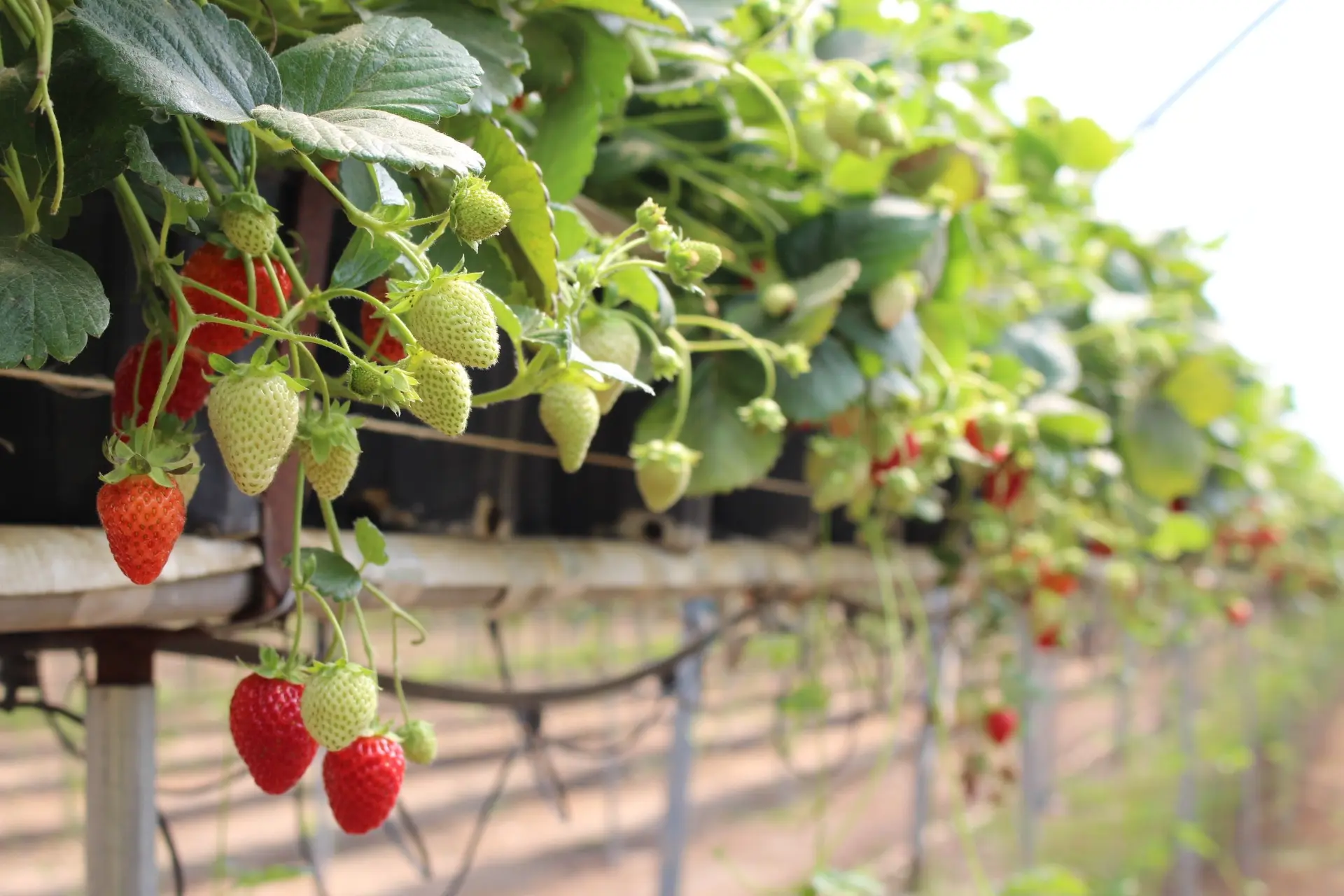 Planting strawberries under agrofibre: the benefits of growing