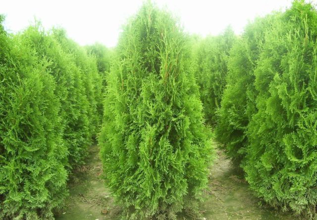 Planting thuja in the Urals