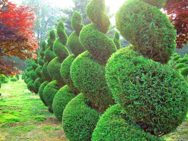 Planting thuja in the Urals