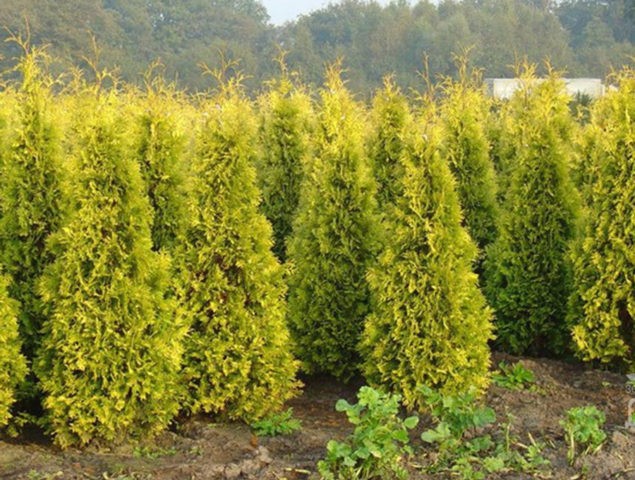 Planting thuja in the Urals