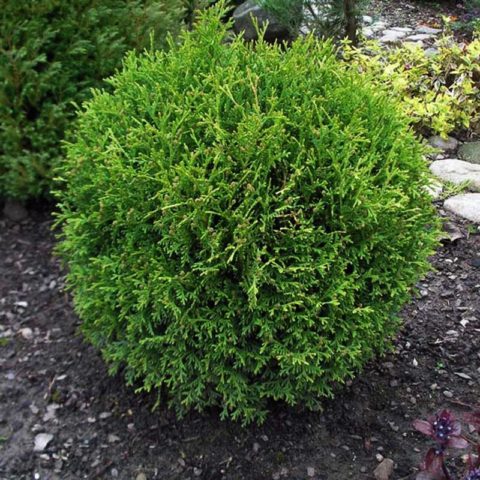 Planting thuja in the Urals