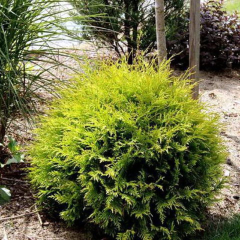 Planting thuja in the Urals