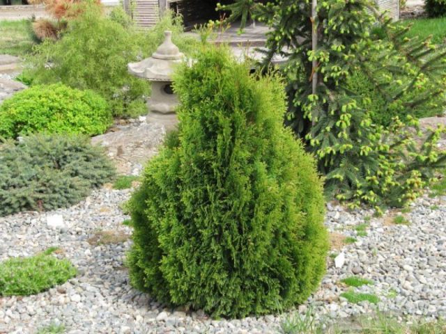 Planting thuja in the Urals