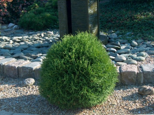 Planting thuja in the Urals