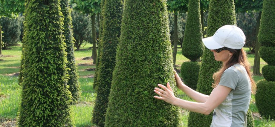 Planting thuja in the Urals