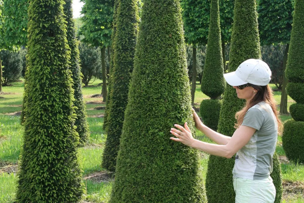 Planting thuja in the Urals