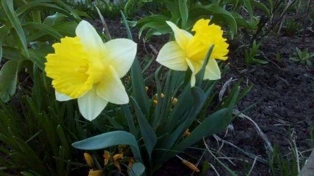 Planting tulips and daffodils in autumn