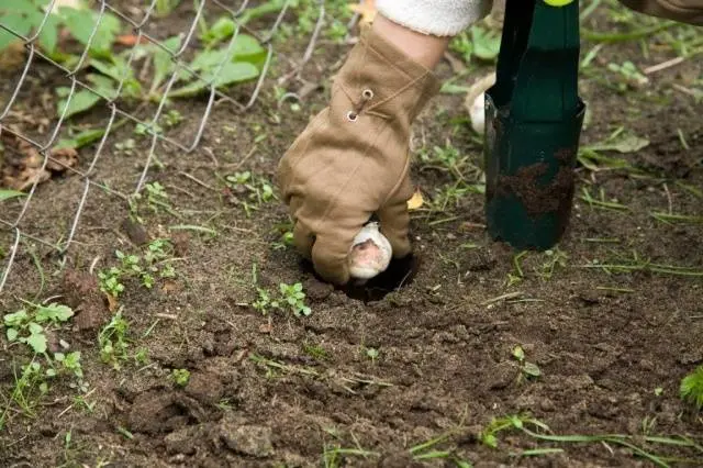 Planting tulips and daffodils in autumn