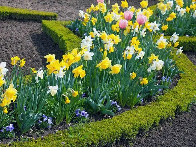 Planting tulips and daffodils in autumn