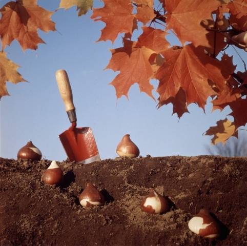 Planting tulips and daffodils in autumn