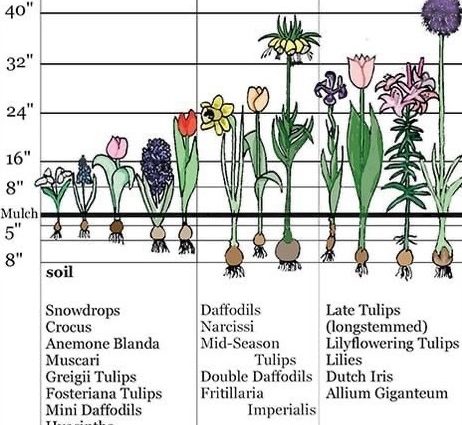 Planting tulips and daffodils in autumn