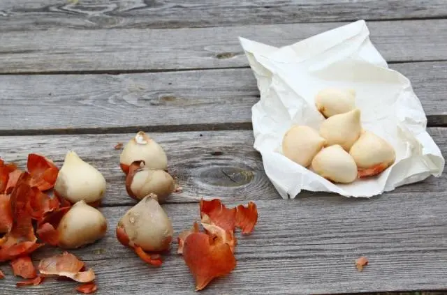 Planting tulips and daffodils in autumn