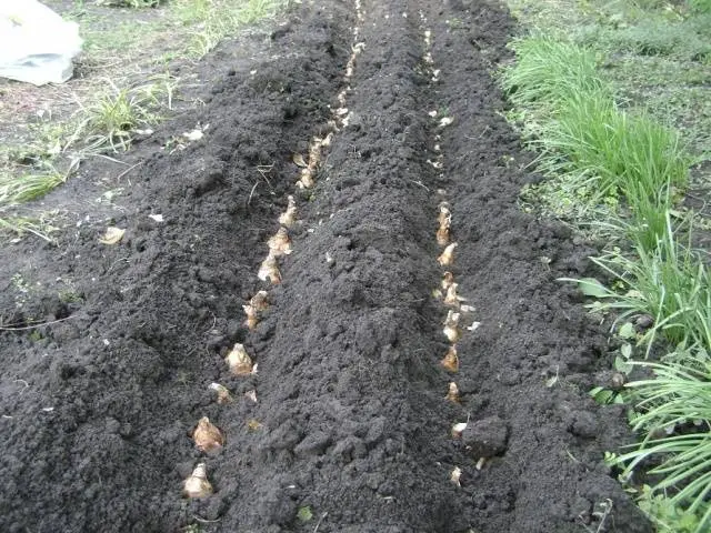 Planting tulips and daffodils in autumn