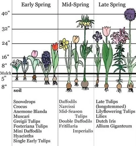 Planting tulips and daffodils in autumn