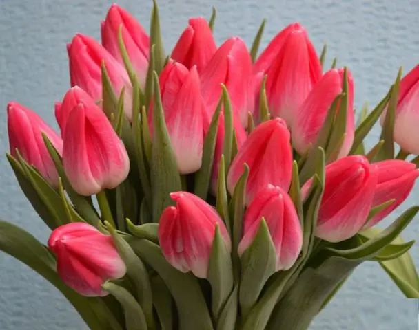 Planting tulips by March 8: terms, rules, step-by-step instructions for distillation