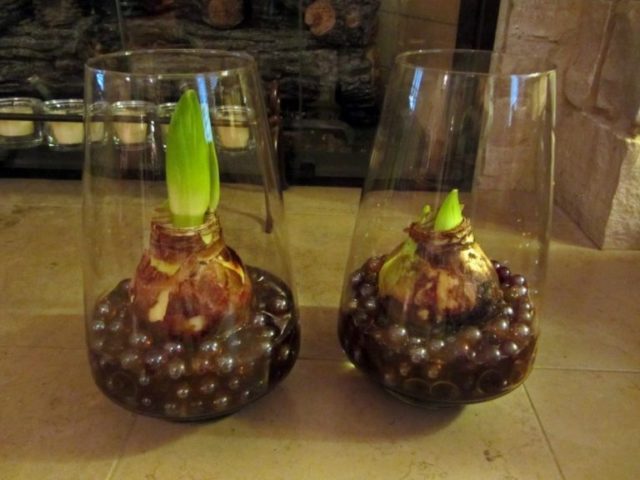 Planting tulips by March 8: terms, rules, step-by-step instructions for distillation