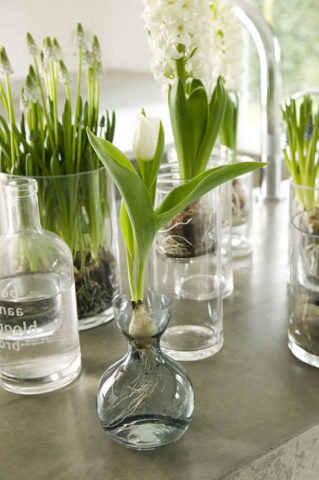 Planting tulips by March 8: terms, rules, step-by-step instructions for distillation