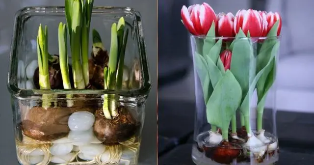 Planting tulips by March 8: terms, rules, step-by-step instructions for distillation