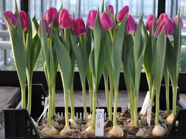 Planting tulips by March 8: terms, rules, step-by-step instructions for distillation