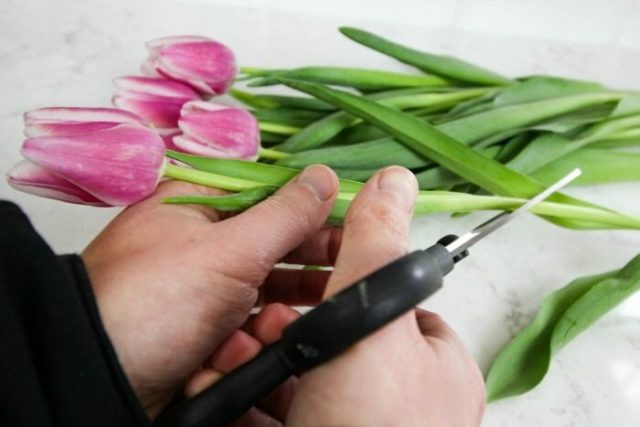 Planting tulips by March 8: terms, rules, step-by-step instructions for distillation